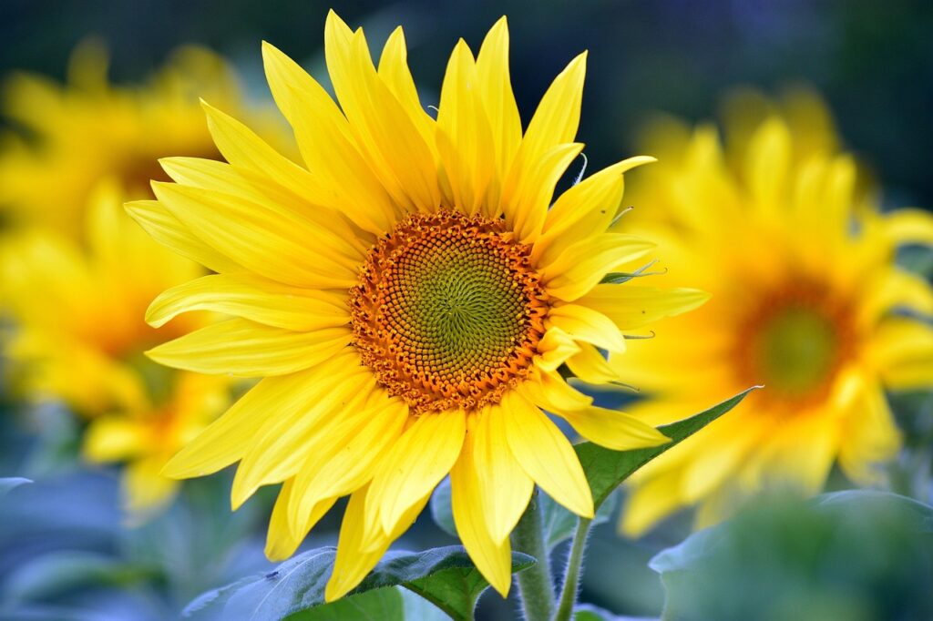 Sonnenblumen